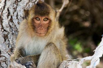 Фотография к новости: Казахстанский блогер попала в больницу из-за укуса дикой обезьяны