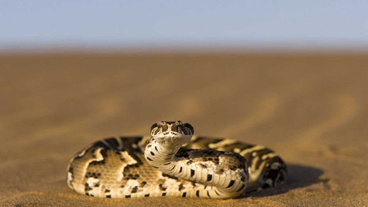  © Fotolia/ aussieanouk