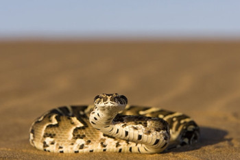 Фотография к новости: Двухлетний покоритель змей из Австралии прославился в интернете