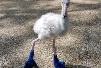Фотография к новости: Сотрудники cингапурского парка обули недоношенного малыша фламинго в пинетки