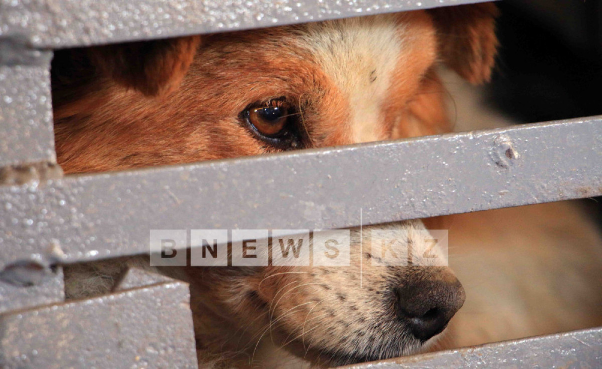  Фотоархив BNews.kz