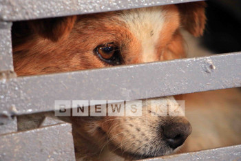 Фотография к новости: Выдачу собак для ветеринарных опытов остановили распоряжением сверху – «Астана Ветсервис»