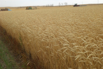 Фотография к новости: Акмолинская область первой завершила уборку урожая зерновых
