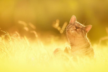 Фотография к новости: Синоптики рассказали, какая погода ожидает казахстанцев в августе