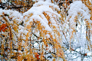 Фотография к новости: Дождь со снегом ожидается в ряде регионов Казахстана
