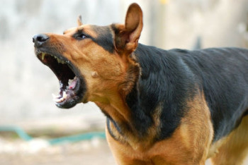 Фотография к новости: 1 800 человек в Астане пострадали от укусов животных в 2017 году