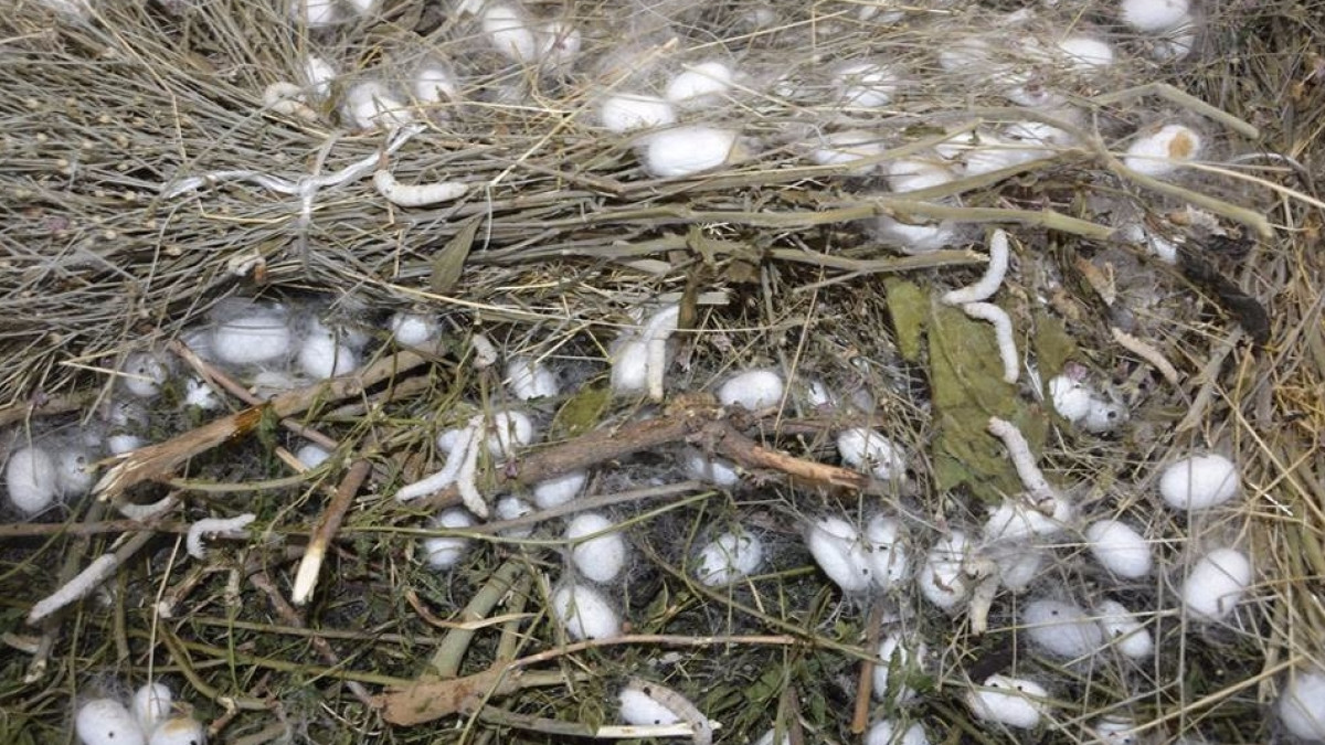  Пресс-служба акима ЮКО