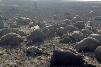 Фотография к новости: Кто поможет многодетной семье сгоревшего пастуха в Костанайской области