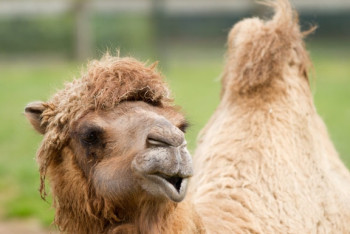 Фотография к новости: Верблюдоводы Мангистау испытывают проблемы с реализацией своей продукции