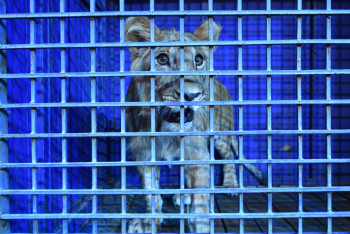 Фотография к новости: Житель Шымкента подарил «Онтустик-цирку» львенка