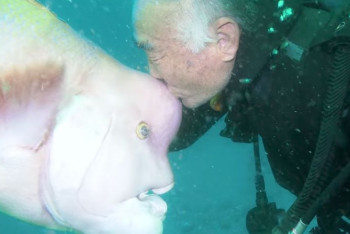 Фотография к новости: Житель Японии «подружился» с рыбой