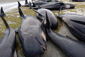 Фотография к новости: Более 400 дельфинов выбросились на берег в Новой Зеландии