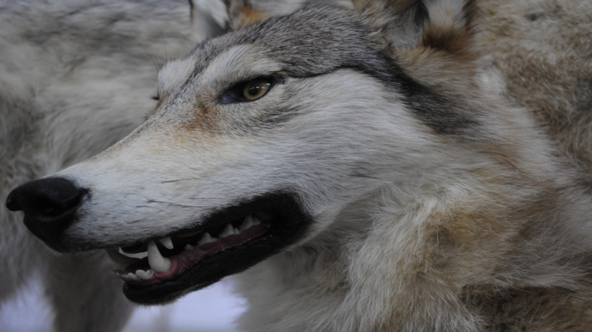  Алла Радченко