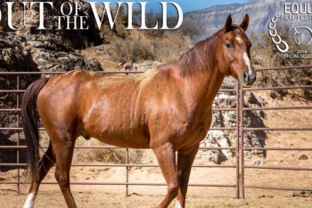 Фотография к новости: Канадский режиссер снимет в Казахстане документальный фильм
