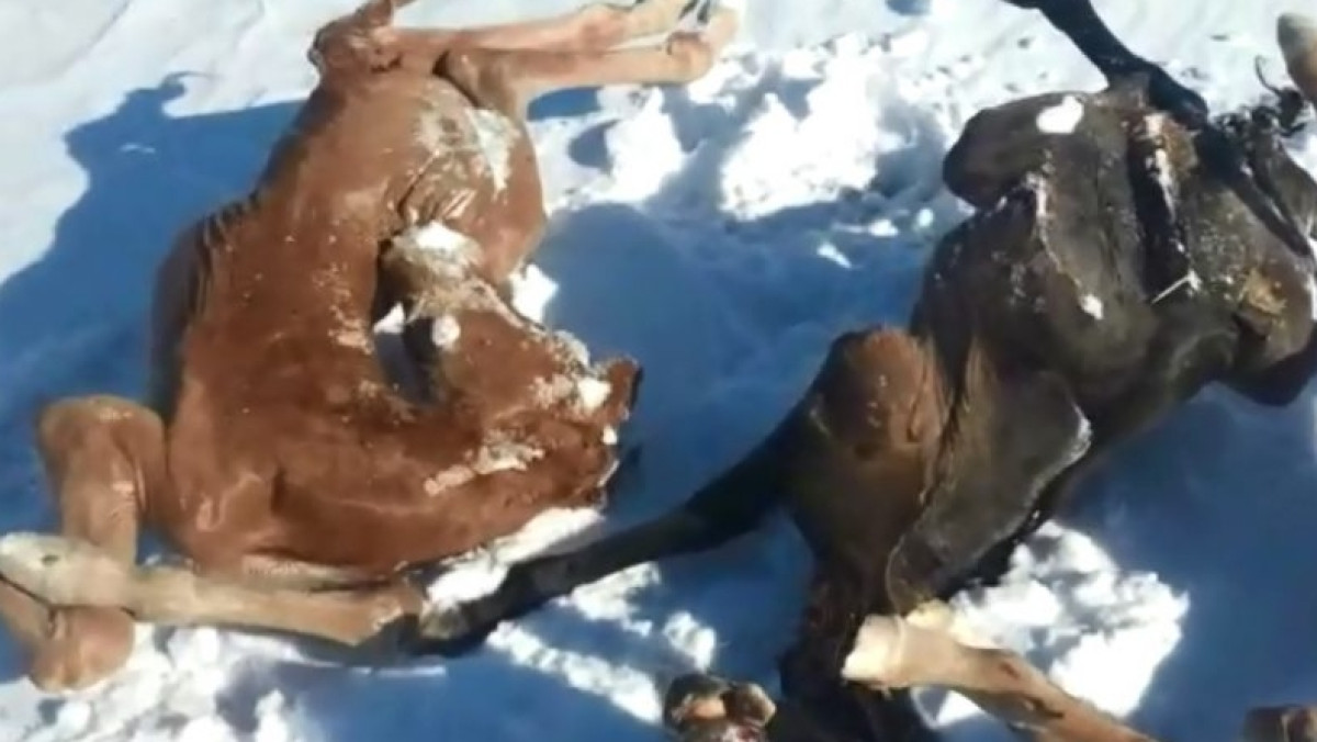  из свободных источников 