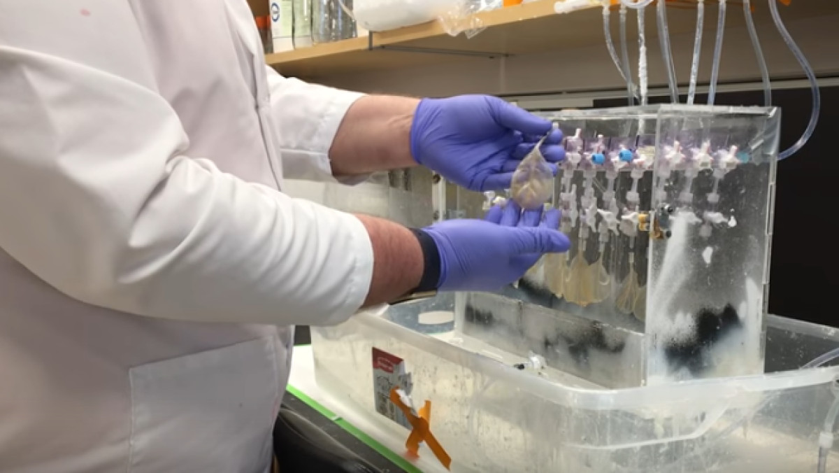  скрин видео с youtube