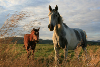 Фотография к новости:  Причины падежа лошадей в Жамбылской области выясняет полиция 
