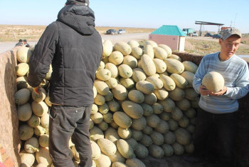 Фотография к новости: Аграрии Арыси в 2017 году экспортировали 56 тысяч тонн бахчевых