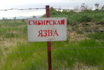 Фотография к новости: Из-за угрозы распространения сибирской язвы объявлен режим ЧС в районе ЮКО