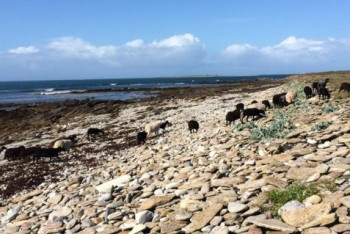 Фотография к новости: Власти Франции объявили конкурс для желающих жить на необитаемом острове