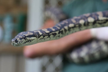 Фотография к новости: В Австралии у двухметрового питона обнаружили наркозависимость