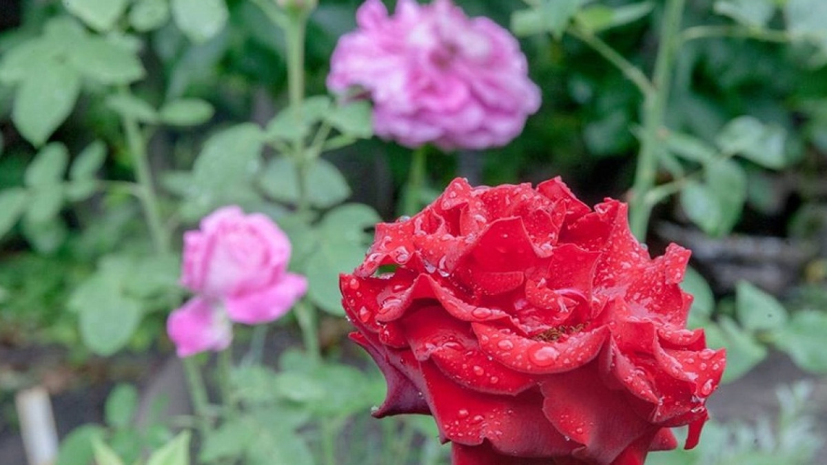  Владимир Крикун, аккаунт в Facebook