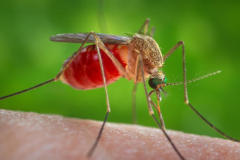 Фотография к новости: Напуганные комарами: Павлодарцы начали борьбу с насекомыми зимой