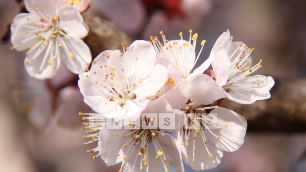  Фотоархив BNews.kz