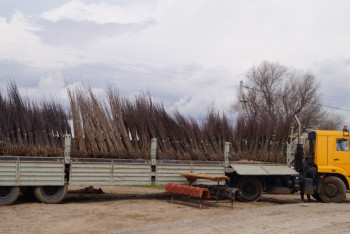 Фотография к новости: Заброшенные участки и овраги ЮКО превращают в парковые зоны
