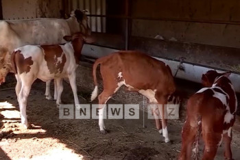 Фотография к новости: Южный Казахстан может ограничить экспорт мяса из-за вируса ящура Азия-1