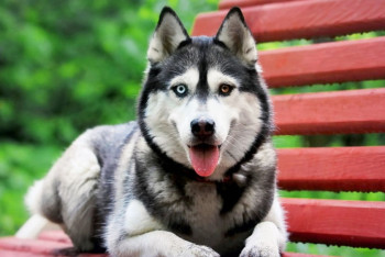 Фотография к новости: Хозяйка убитого в Балхаше хаски просит осудить живодера еще по четырем статьям