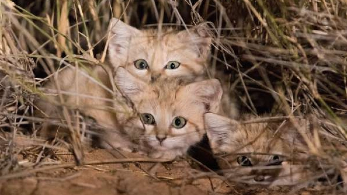  Фото взято с сайта medialeaks.ru