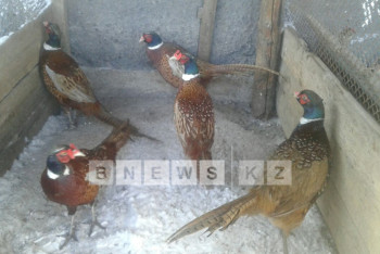 Фотография к новости: В ауле под Астаной разводят фазанов