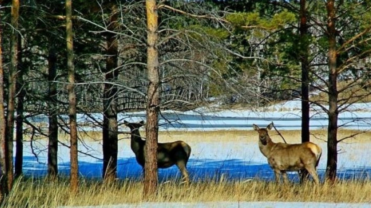  из свободных источников 