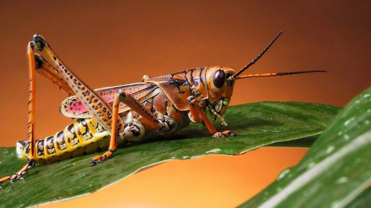  Энимал Ридер