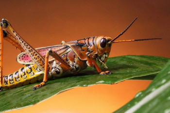 Фотография к новости: Высокочастотные сверчки травмировали американских дипломатов на Кубе