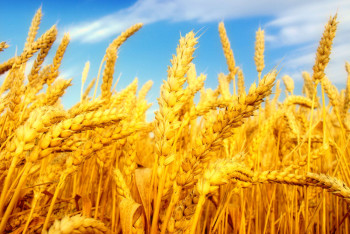 Фотография к новости: Казахстанская пшеница завоевывает популярность у итальянских кулинаров 