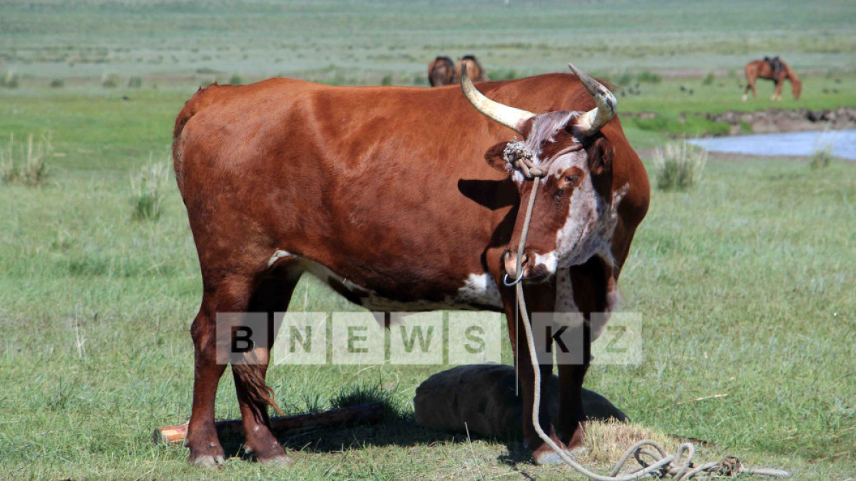  Фотоархив BNews.kz