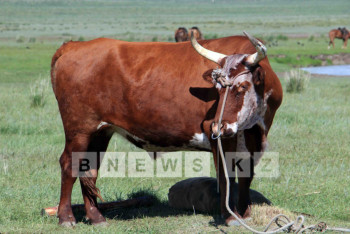 Фотография к новости: В ЗКО скот поразила опасная болезнь