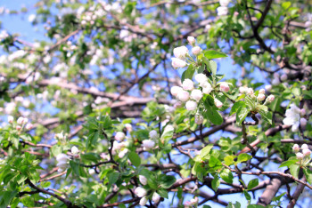 Фотография к новости: Возрождая алматинский апорт: 10 тысяч яблонь высадили в южной столице