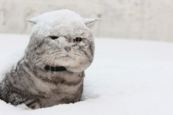 Фотография к новости: Зима в Казахстане будет ранней и снежной - синоптики 