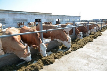 Фотография к новости: Десяток проектов по обеспечению продуктами Астану реализуют в 2017 году