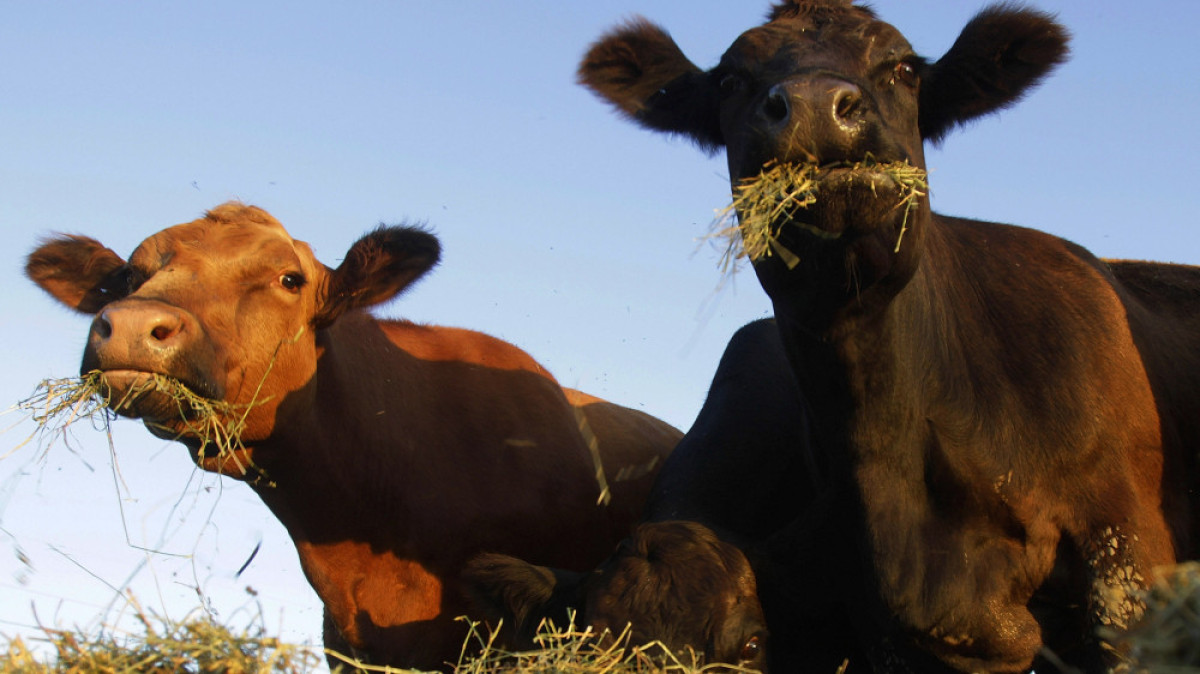  из свободных источников 