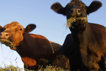 Фотография к новости: Около 100 коров пало в Карагандинской области от пастереллеза