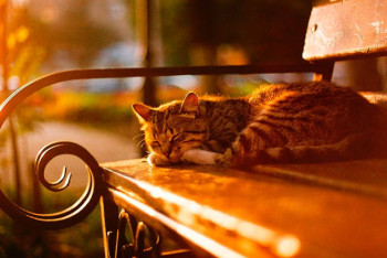 Фотография к новости: В пятницу казахстанцев ожидает потепление