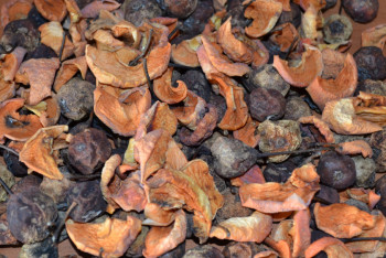 Фотография к новости: 20 тонн сухофруктов с личинками вернули в Кыргызстан 