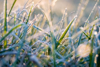 Фотография к новости: В Казахстане ожидаются заморозки до 2 градусов