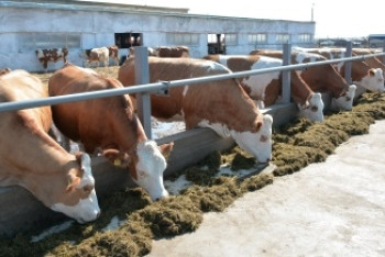 Фотография к новости: 187 акмолинских семей открыли свое дело в рамках госпрограммы 