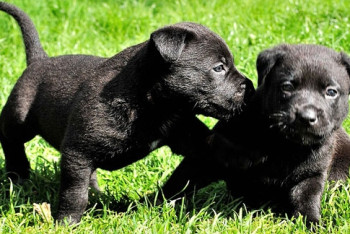 Фотография к новости: Собака прославилась на весь интернет, спасая своих щенят