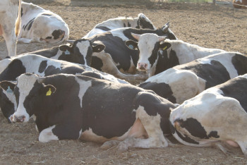 Фотография к новости: Экспорт скота и мясопродуктов в Иран, ОАЭ и Россию налаживают в Кызылорде